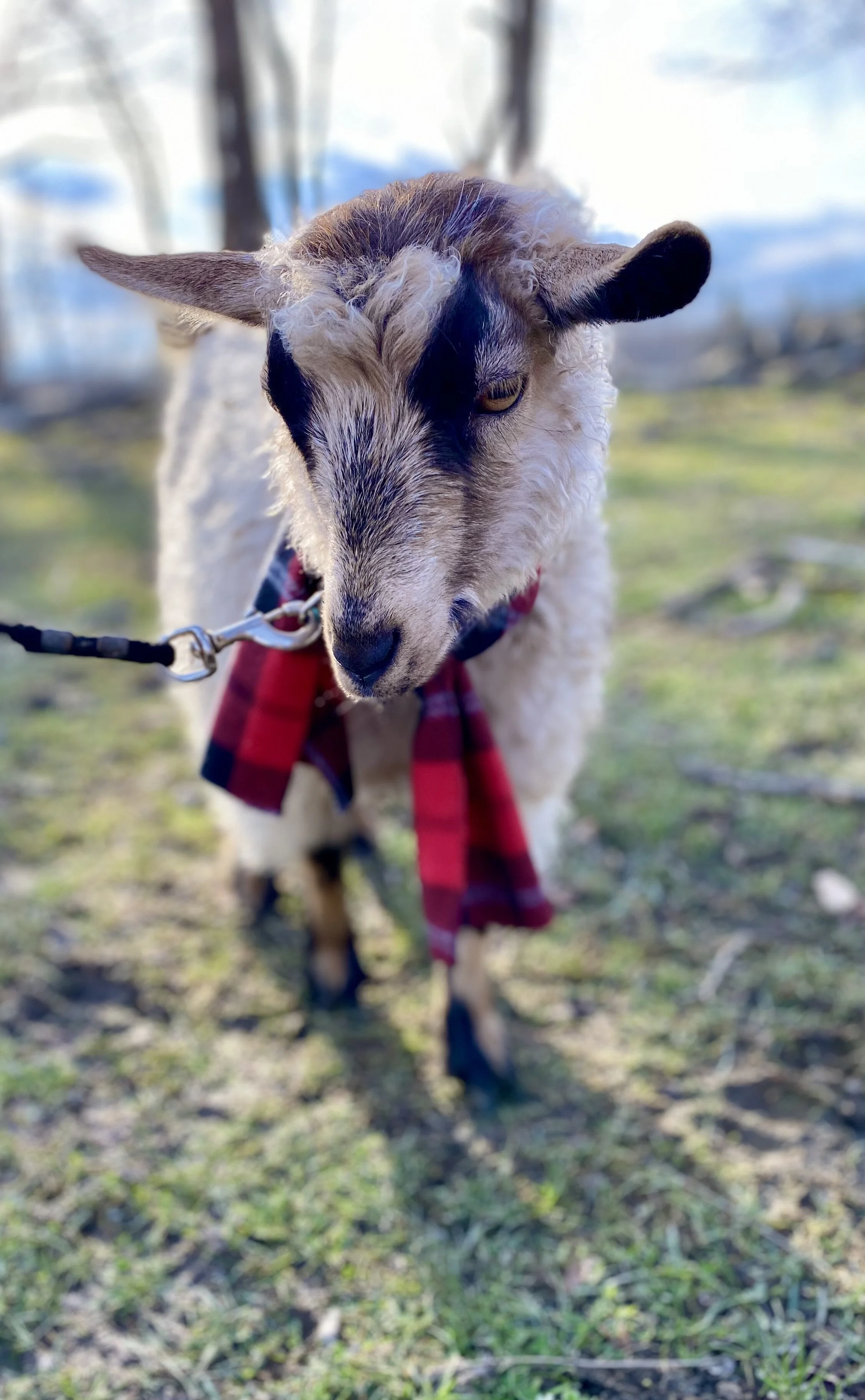 Gift Certificates - Clover Brooke Farm in Hyde Park, NY — % Llama
